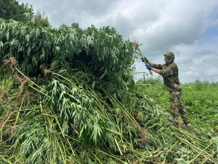 В Уссурийске уничтожили больше 50 тысяч кустов дикорастущей конопли
