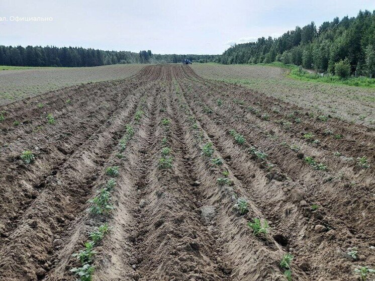 Больше картошки вырастит фермер из Горок благодаря гранту