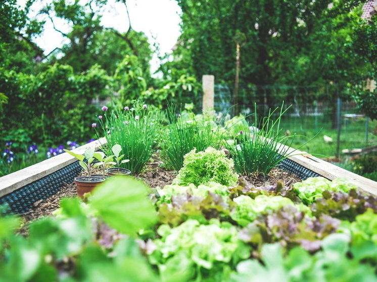 Листья капусты: когда и зачем их срывать — секреты богатого урожая от опытного дачника