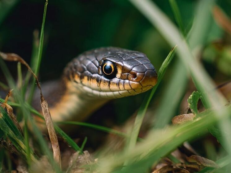 Змея заползла на территорию детского сада в Ступинском округе