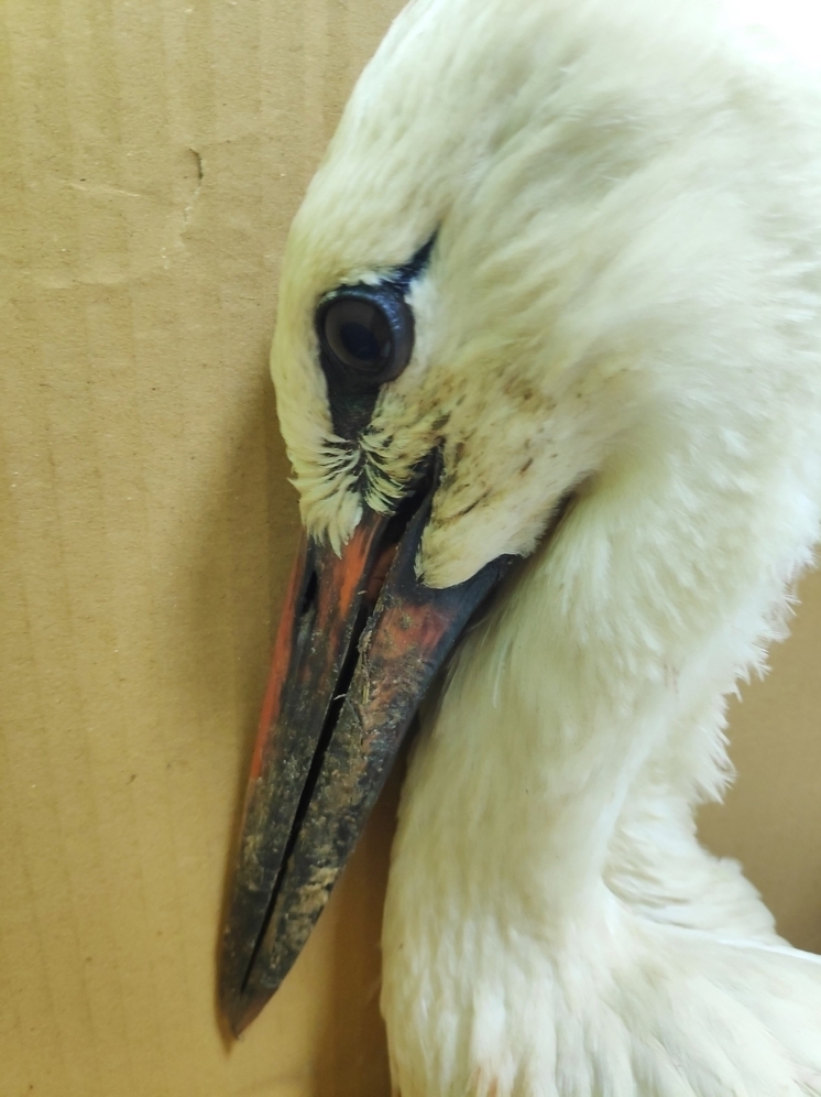 Цена бездействия. Аистенок провисел 4 часа вниз головой на опоре фонаря в Палкинском районе и получил множественные переломы