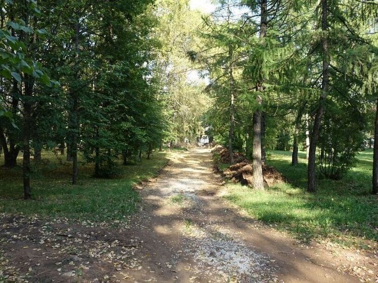 Вырубка деревьев в парке у цирка вызвала вопросы у кировчан