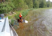 Сегодня, 7 августа, в аварийно-спасательную службу поступило сообщение о человеке, находящемся в воде Ладожского озера в районе острова Васикансаари. Об этом служба передала в своем телеграм-канале.