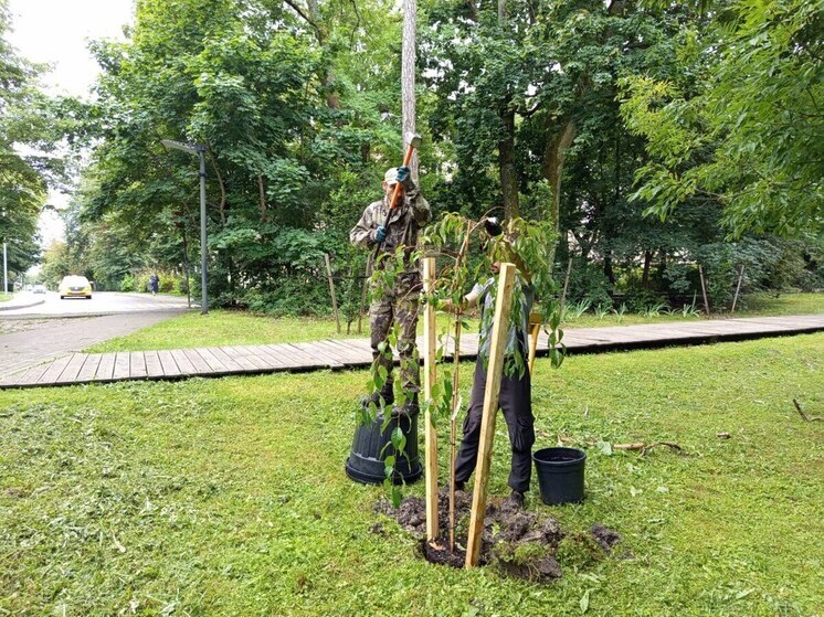В парках Зеленоградска высадили деревья для отпугивания комаров