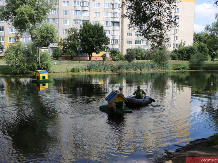 В Красносельском пруду во Владимире у уток появились шале
