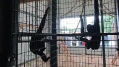 Гиббон Билли из Барнаульского зоопарка познакомился с невестой Бинти. Видео