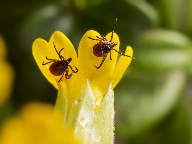 Кровопийцы – больше, чаще, больнее: почти 700 детей и 2 тысячи взрослых стали жертвами клещей в Псковской области