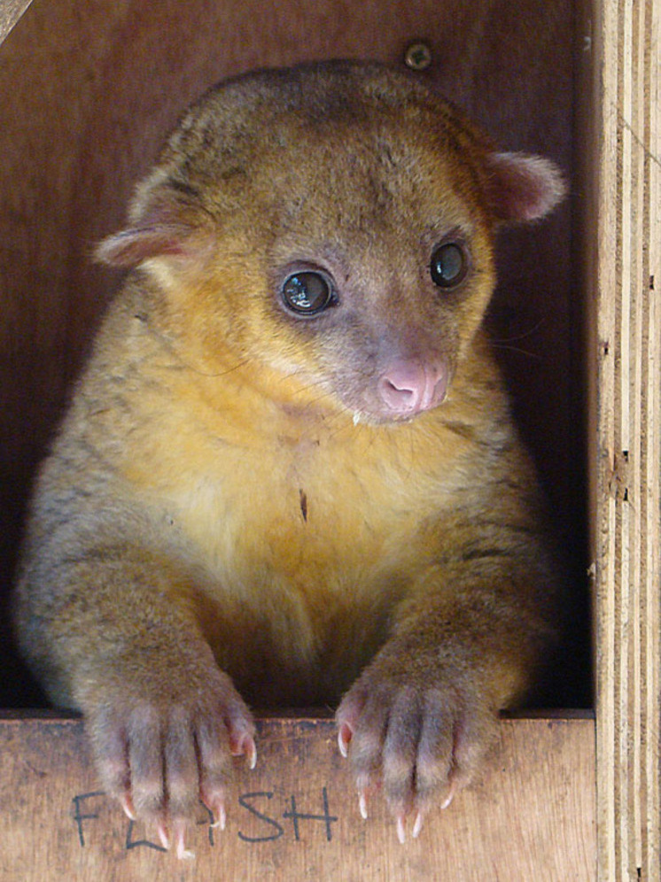 Кинкажу в Московском зоопарке улучшили свои жилищные условия