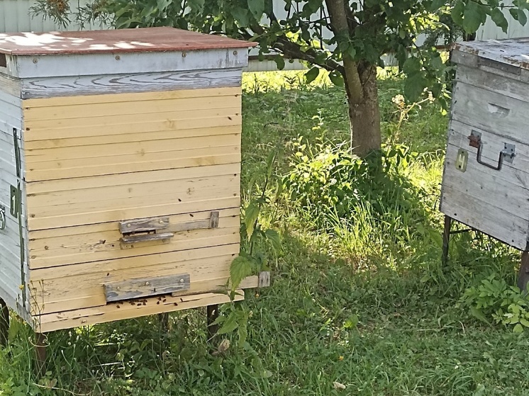 Пасеку из 25 ульев должен убрать житель одной из деревень Верховажского округа