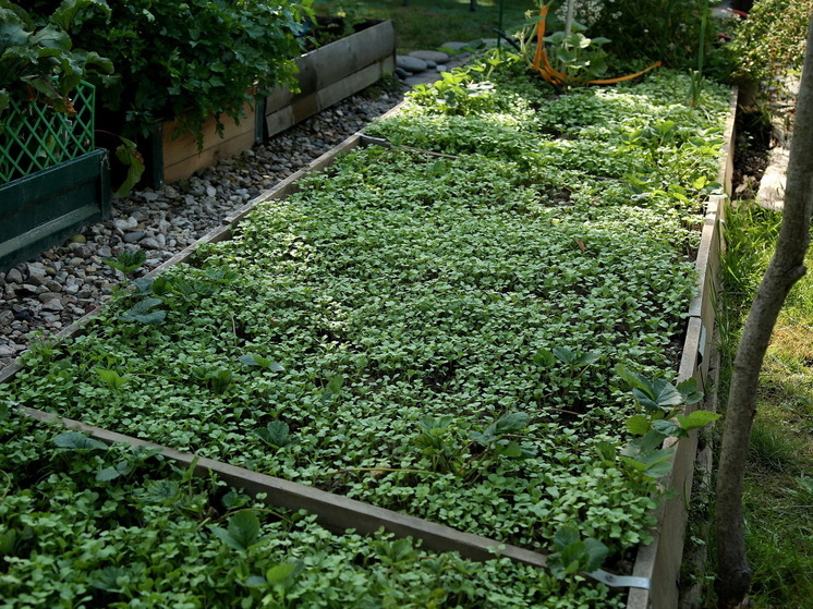 Агроном Кузьмин: после лука грядку следует засеять фацелиями или белой горчицей