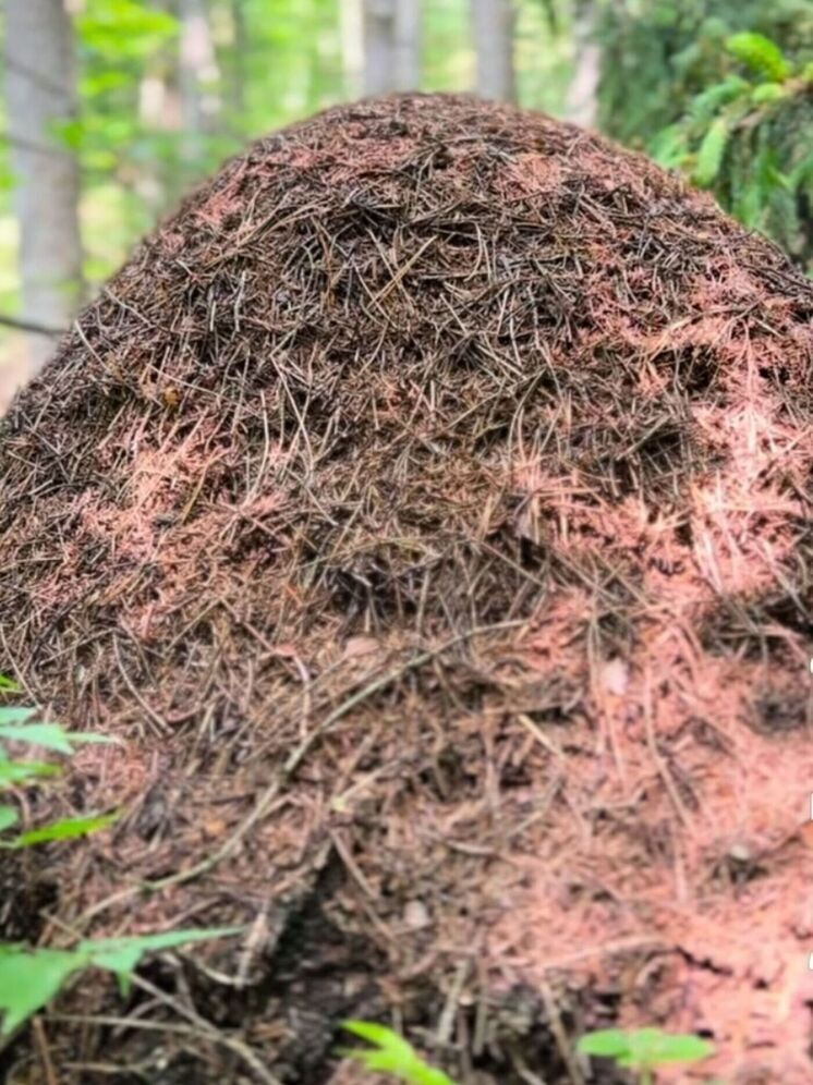 Калужанам представили ценный природный комплекс