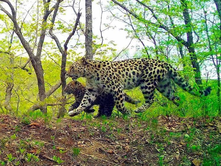 Нацпарк Приморья выиграл грант на сохранение популяции леопардов