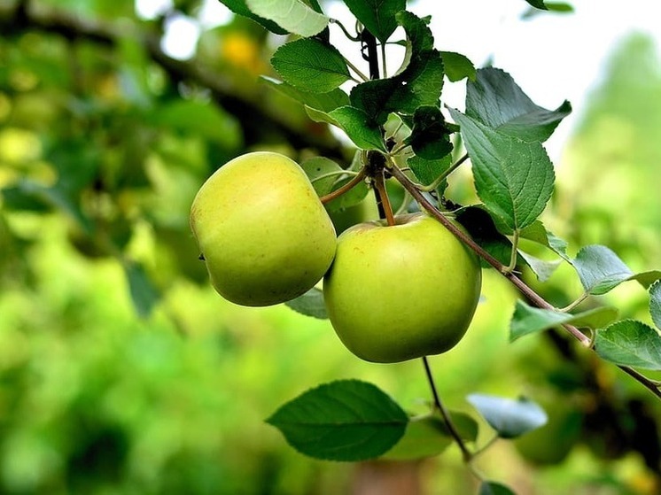 В ДНР защитили яблоневый сад от вредных насекомых