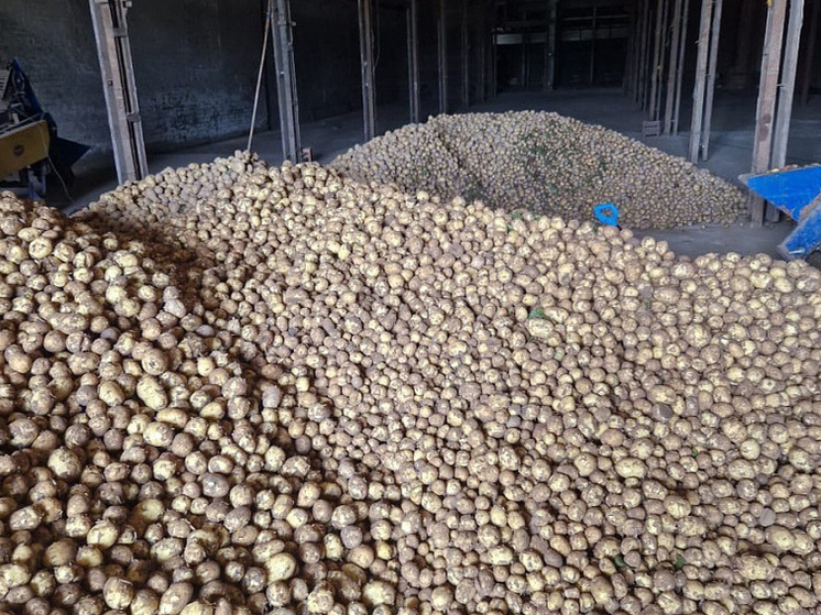 В Архангельской области началась уборка картофеля