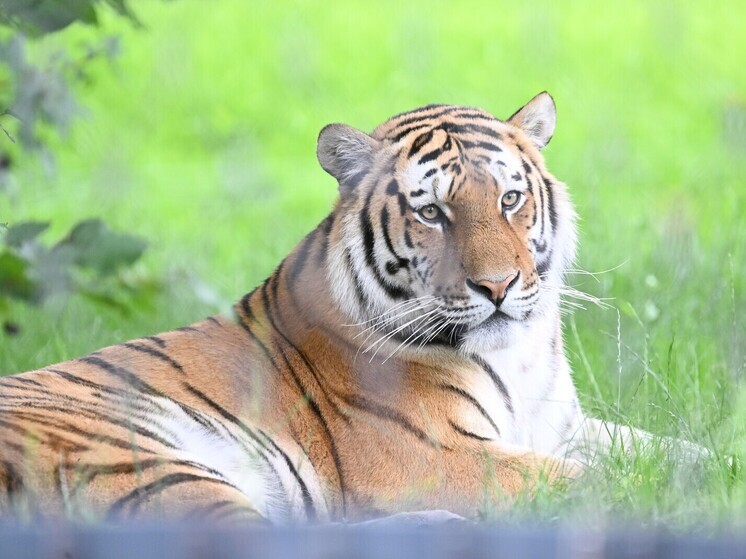 В зоопарке немецкого города усыпили троих детенышей краснокнижного амурского тигра