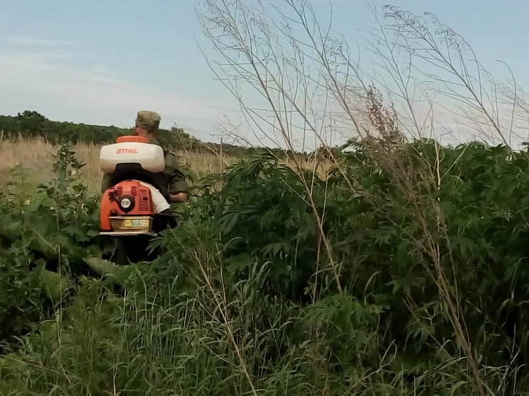 Полицейские изъяли 30 кусов наркосодержащего растения в округе Приморья