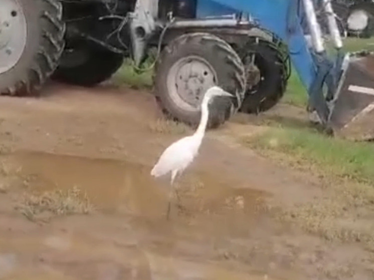 Белая цапля облюбовала лужу в калужской деревне