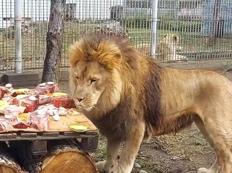 Лемик из Хакасии отпраздновал мясным тортом Всемирный день льва