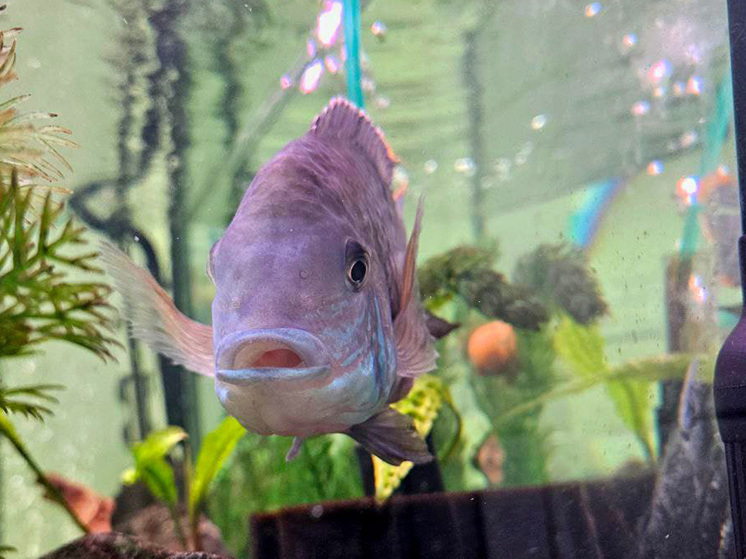 Ветеринары рассказали про спасение рыбы с опухолью