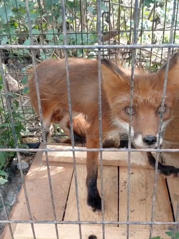 Калужский «Феникс» принял новых постояльцев