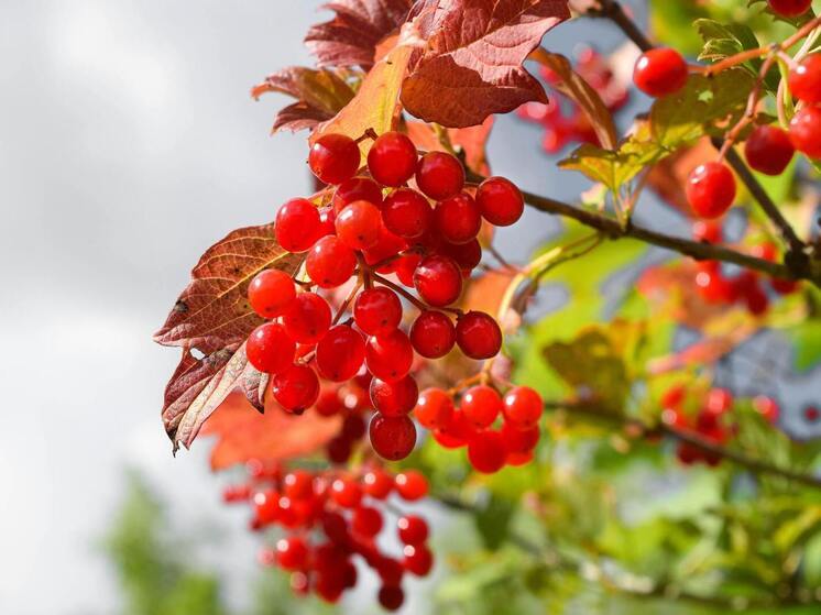 Синоптики 11 августа обещают в Смоленске пасмурную погоду