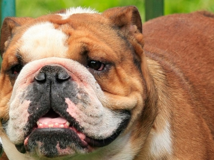 Метис бульдога выиграла титул самой уродливой собаки в мире и получит $5 тысяч