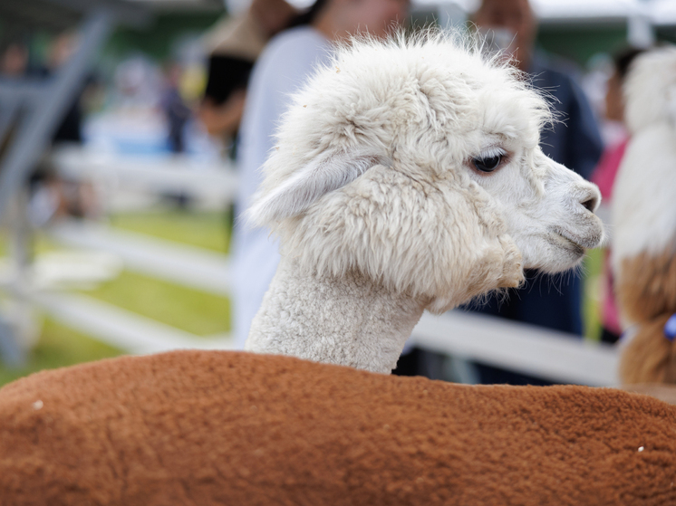 В Эстонии 10-летний мальчик копит на мечту, продавая червей рыбакам