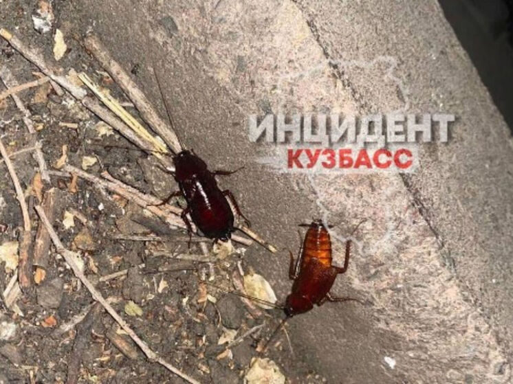 Кемеровчане оказались в неприятной ситуации из-за нашествия тараканов