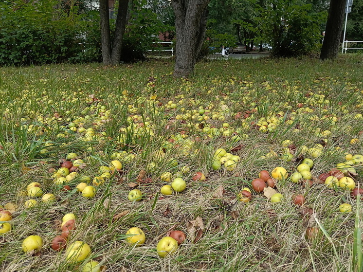  День лысых ежиков и Праздник сладких огурцов: какие еще праздники нас ждут с 11 по 17 августа - календарь