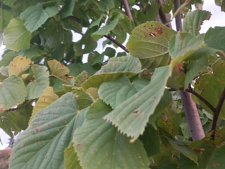 В Труновском округе Ставрополья заложат сад фундука