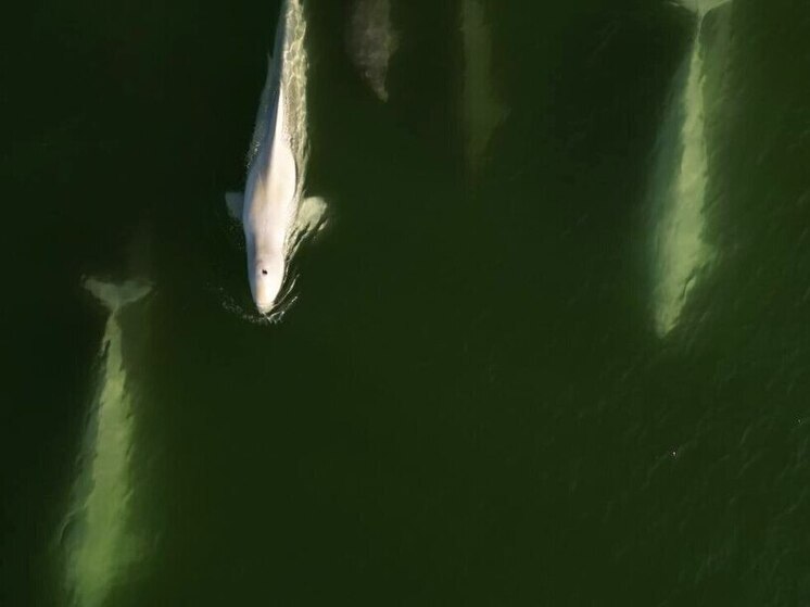 Семью краснокнижных белух сфотографировали в море у месторождения в ЯНАО