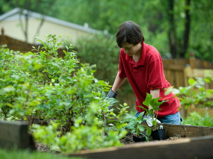 Топ-5 мифов о золе: как правильно и как неправильно подкармливать растения золой на участке