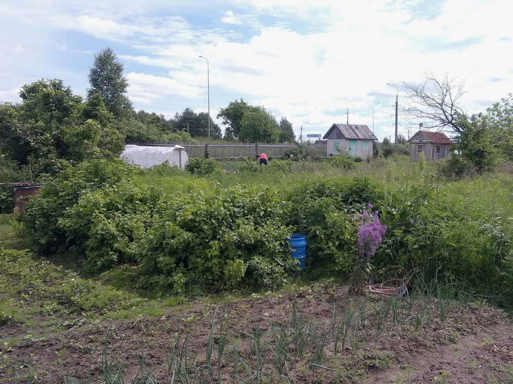 Что делать со смородиной после сбора урожая - лайфхаки от опытного садовода для богатого урожая в следующем году
