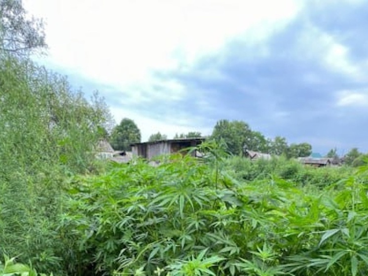 В Приморье полиция изъяла более 220 кустов конопли в частном доме