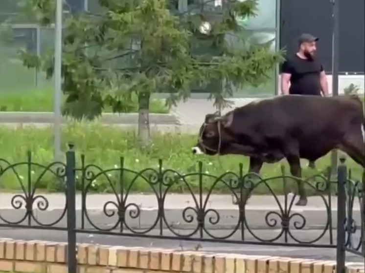 Бык устроил "пробежку" по улицам подмосковных Люберец
