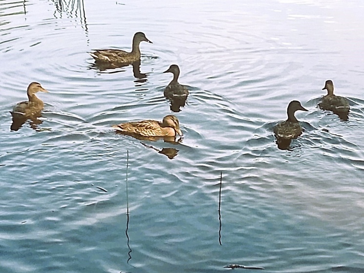В Спас-Деменском лесничестве похвастались уточками