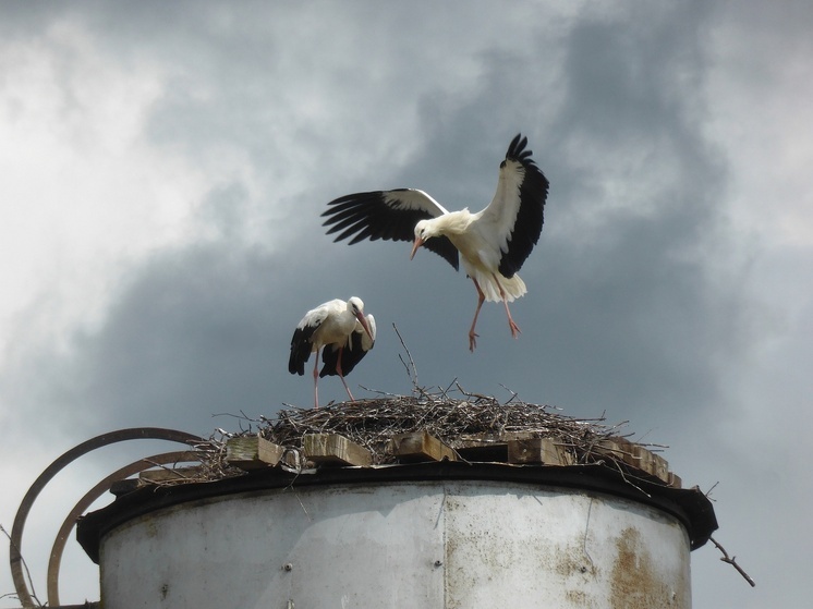 Аисты начали улетать из Калужской области