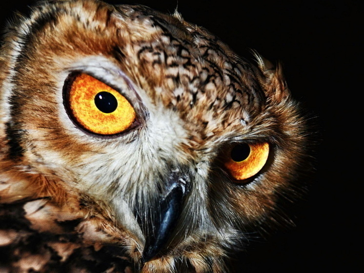 Африканцы описали мифическое существо кикияон, крадущее сны