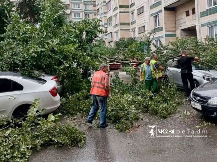 В Белгороде сильный ветер повалил дерево: повреждены 4 машины