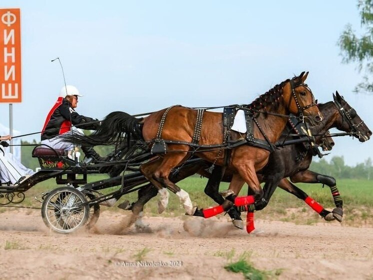 В Тарусе устроят праздник орловского рысака с симфоническим оркестром