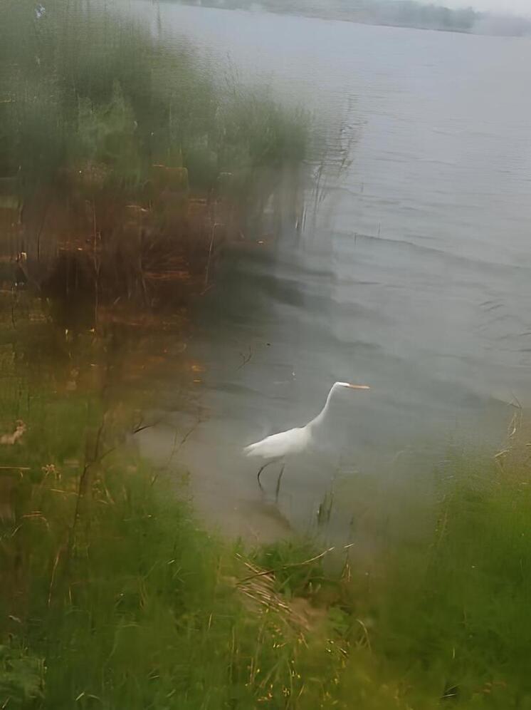 Цапля прилетела на обед к рыбакам в Палкино