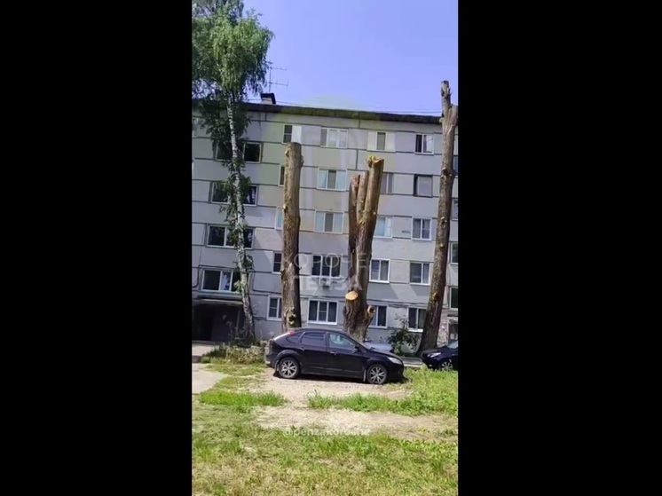 Пензенцы возмущены варварской обрезкой деревьев