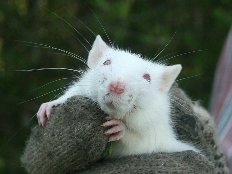 Крыса атаковала ученицу младших классов в подъезде дома в Москве