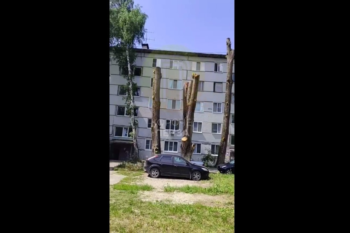 Пензенцы возмущены варварской обрезкой деревьев
