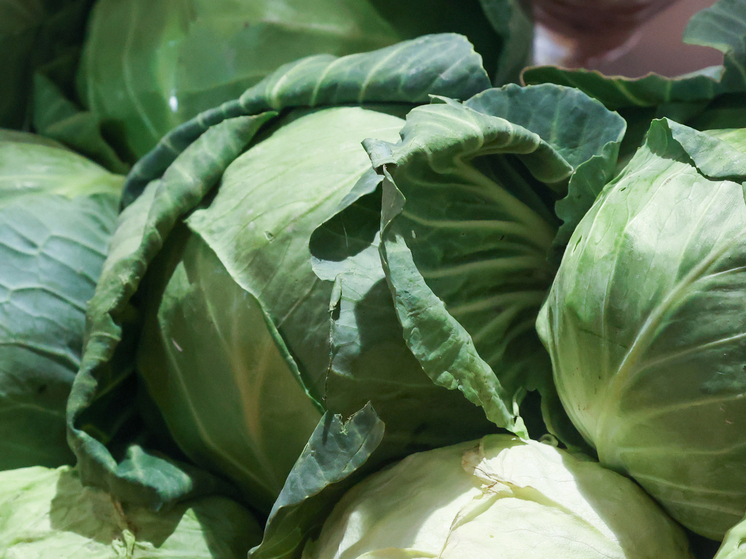 Садовод Татьяна Яньшина поделилась тонкостями сбора капустного урожая