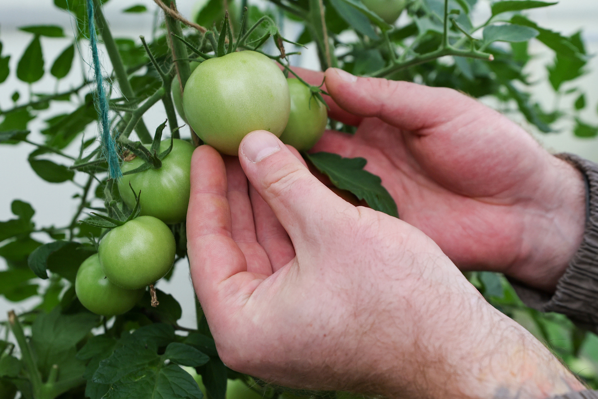 Как бороться с фитофторой на помидорах