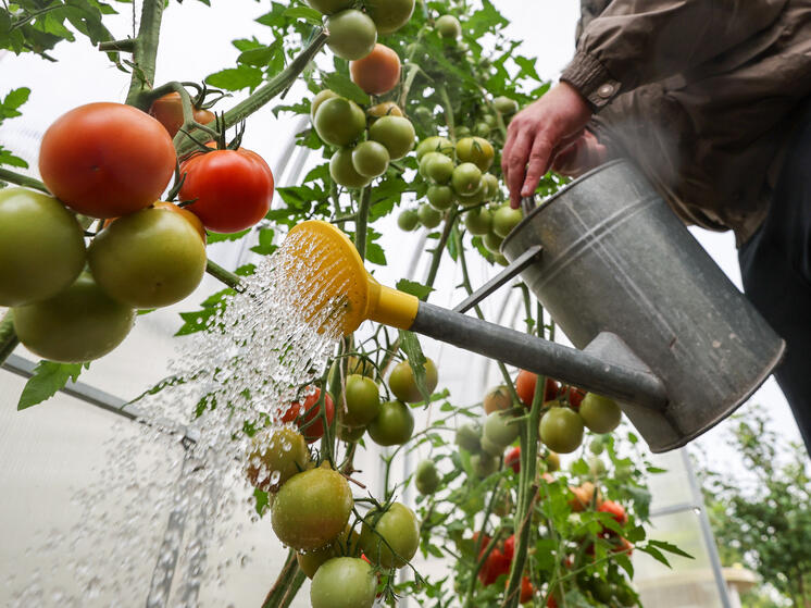 Садовод Татьяна Яньшина объяснила, как надо поливать помидоры