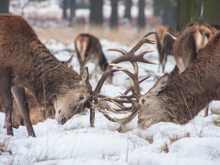 Работников культуры и летчиков НАО поблагодарили за яркий праздник