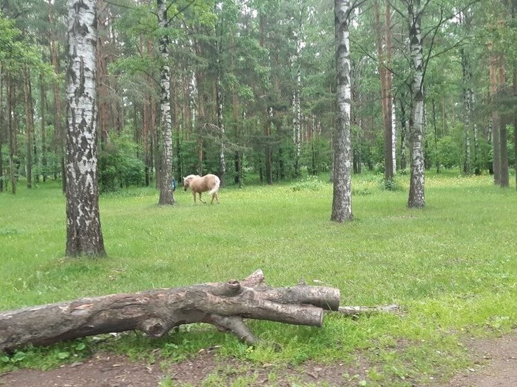 В Ширинском районе хищники загрызли второго жеребенка