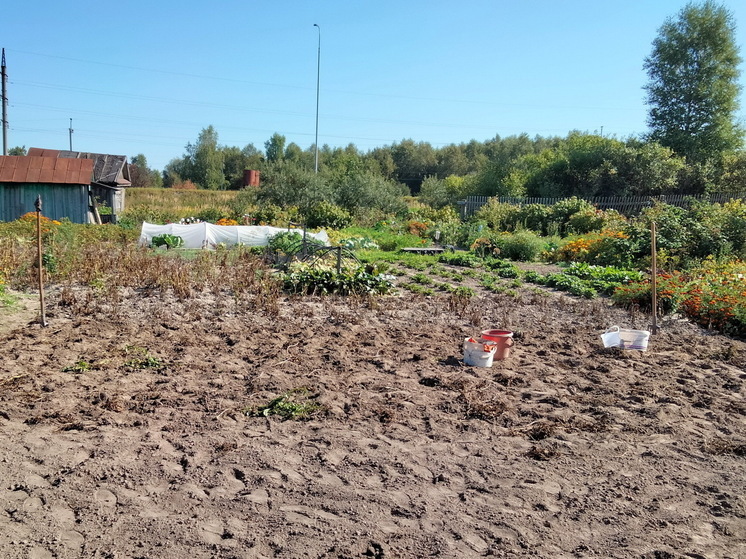 Август - не время отдыхать: 15 культур, которые успеют дать урожай до заморозков - посадите уже сегодня